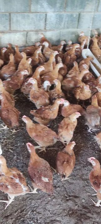 Frangos caipiras para venda - Foto 5