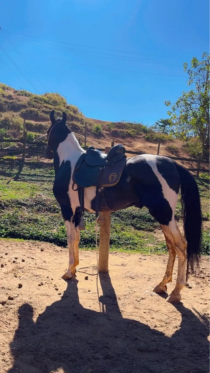Vendo sela cavalo rei