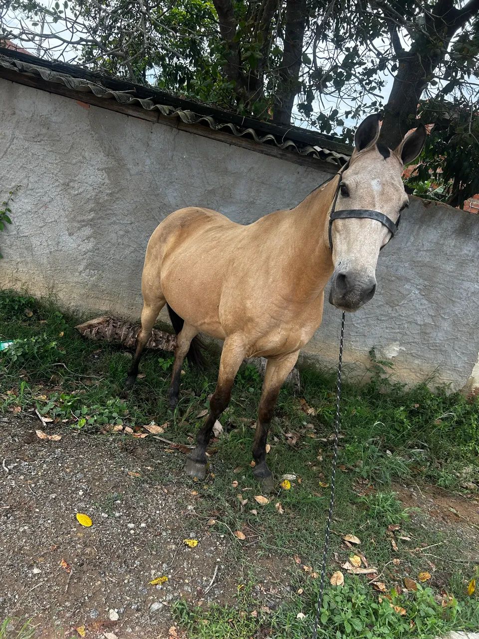 Cavalo quarto de Milha  - Foto 5