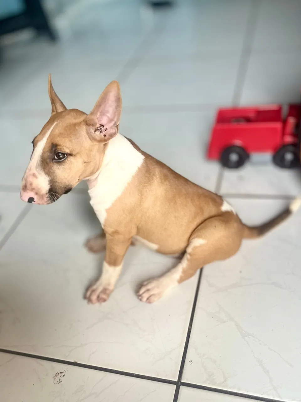 Bull Terrier Fêmea