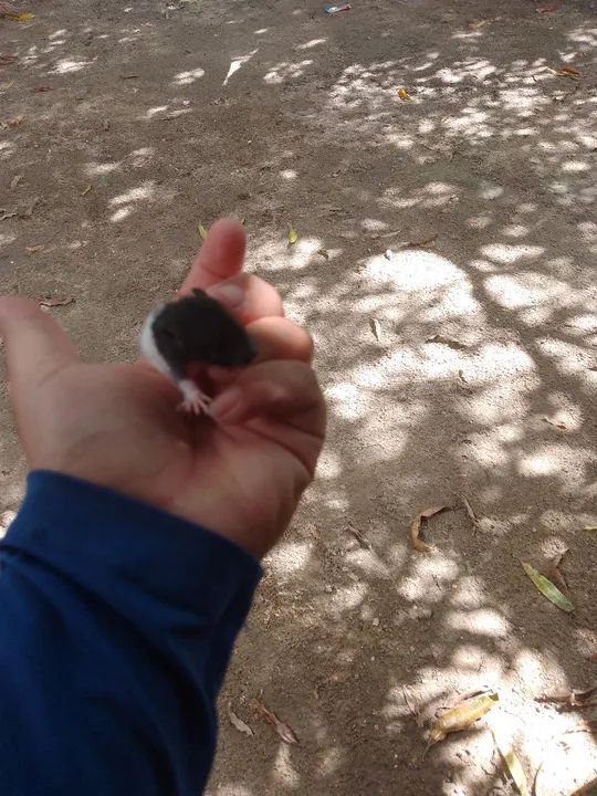 Ratos Twister entrega grátis  - Foto 3