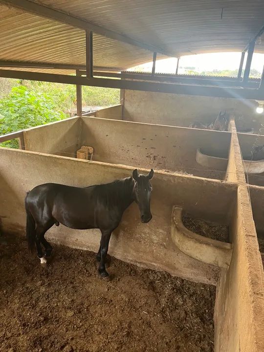 potro margalarga - Foto 4