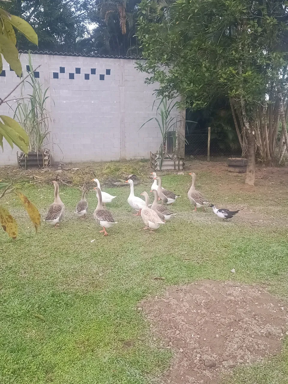 Gansos e marreco