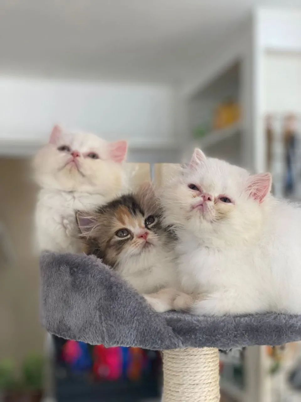 FOFINHOS  gatos persas