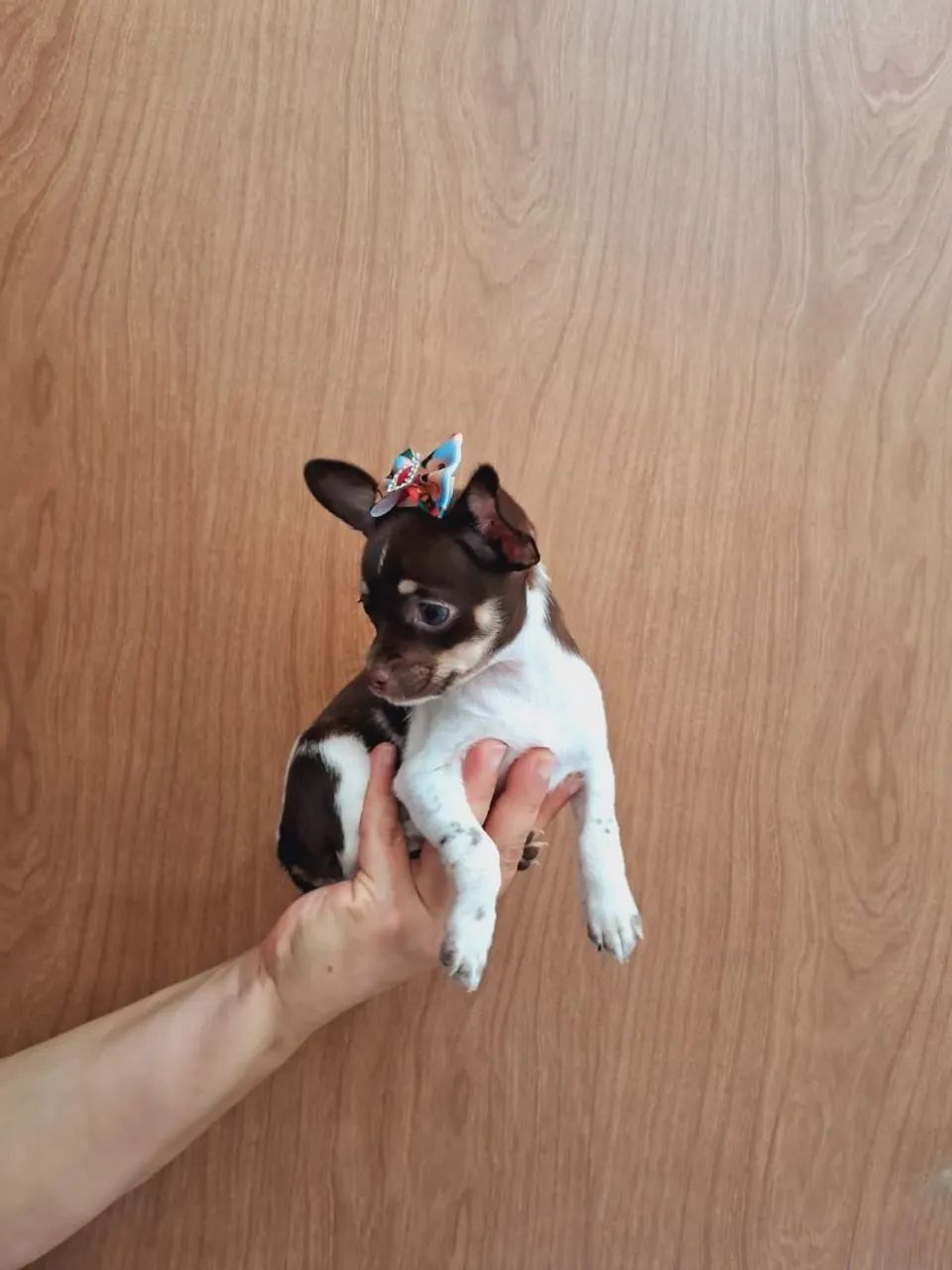 Chihuahua Fêmea  - Foto 3