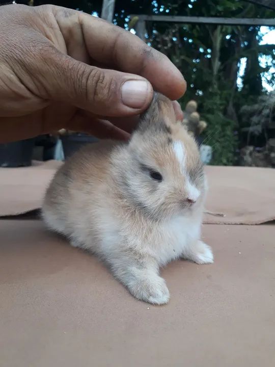 Coelho anão importado Netherland dwarf  - Foto 5