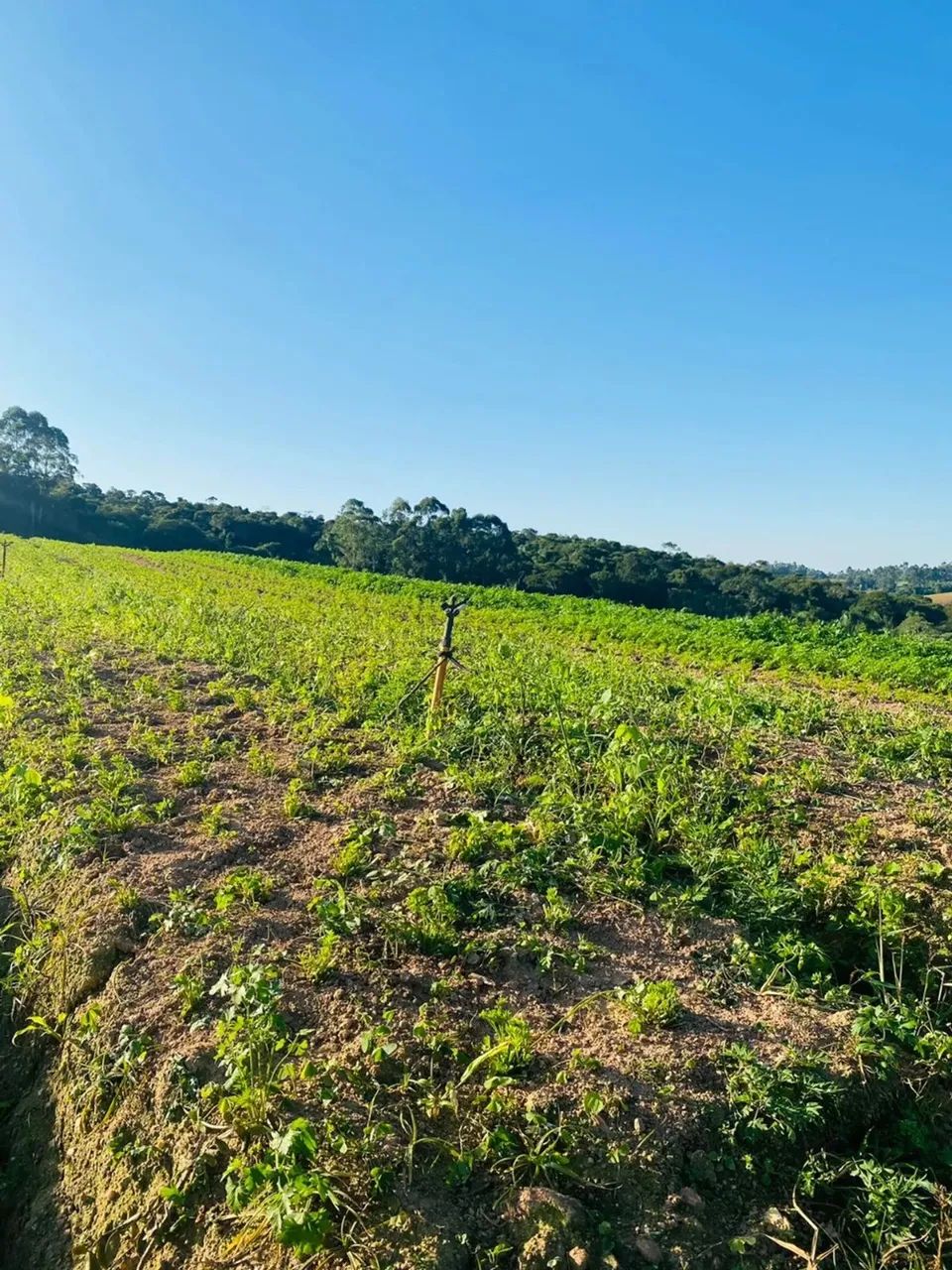 Seu Refúgio Diante da Correria da Cidade! 500m² de Paz por R$60mil! - Foto 5