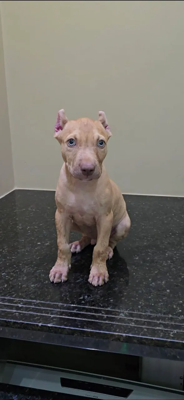 Filhote de Pitbull disponível para adoção!