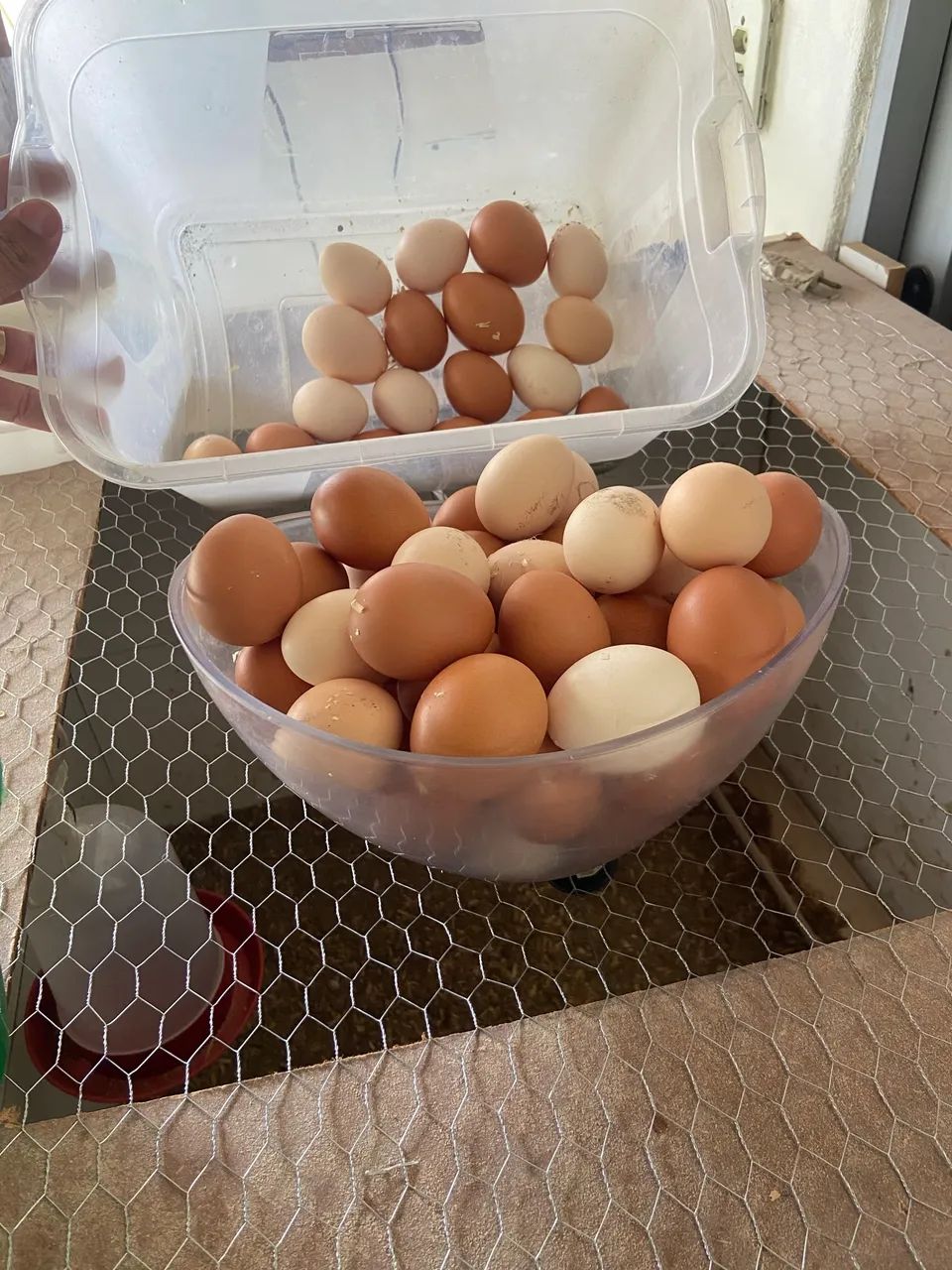 Galinhas poedeiras em postura  - Foto 2