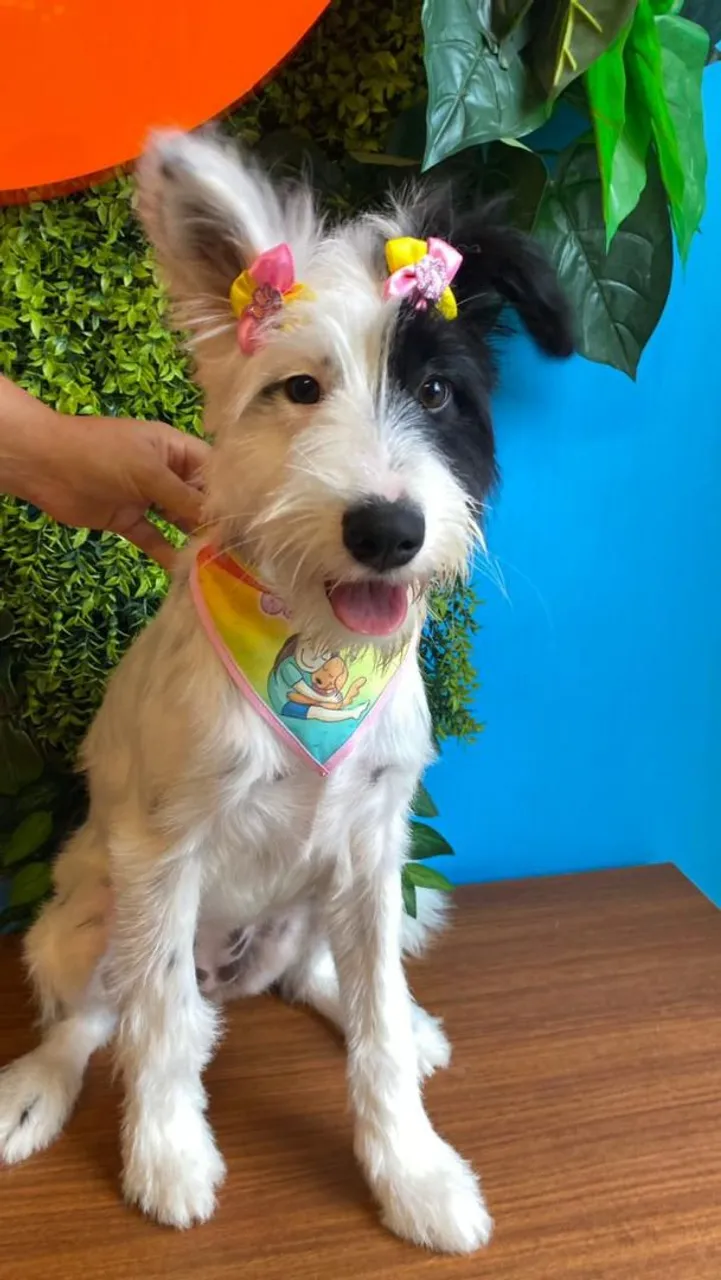 Filhote Adorável com Bandana e Laços