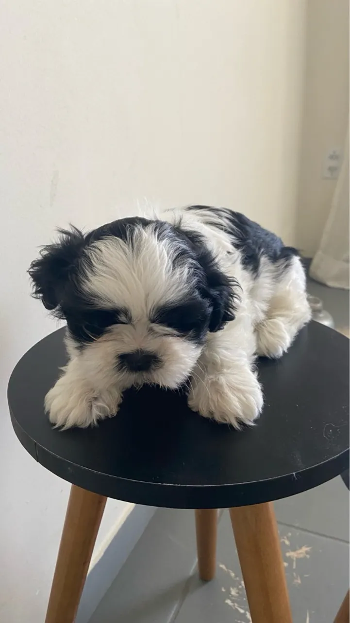 Filhote Shih Tzu para vender logo!!!