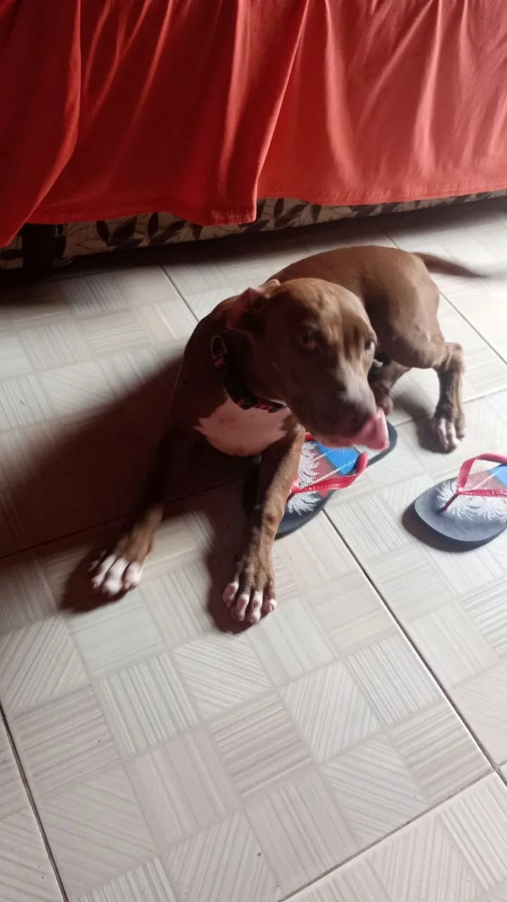 Pitbull Marrom para vender 350