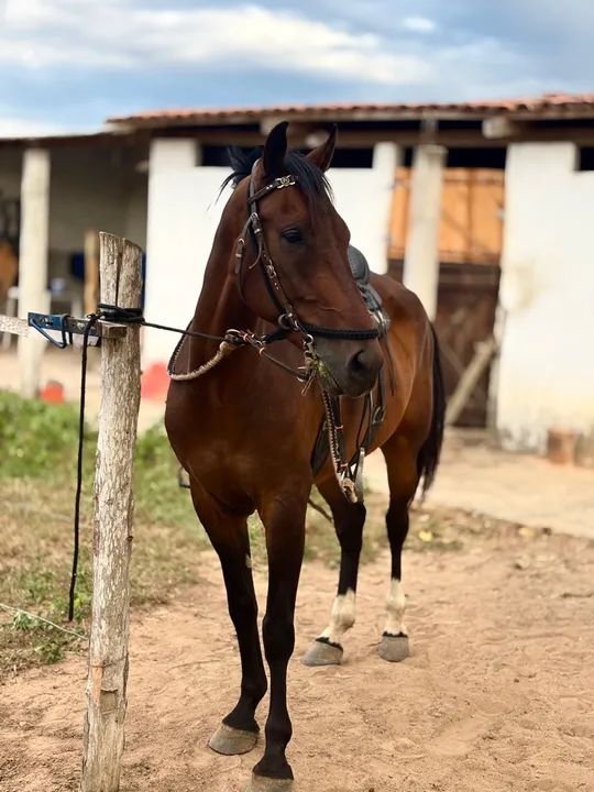 Cavalo MM picado - Foto 4