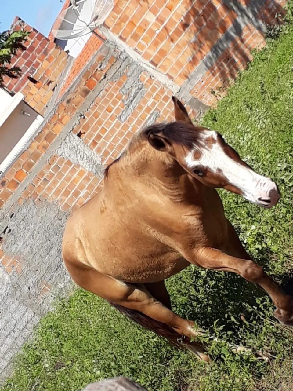 CAVALO SENDO DOADO +100 REAIS LEVA A SELA, MOTIVO: VOU ME MUDAR - Foto 2