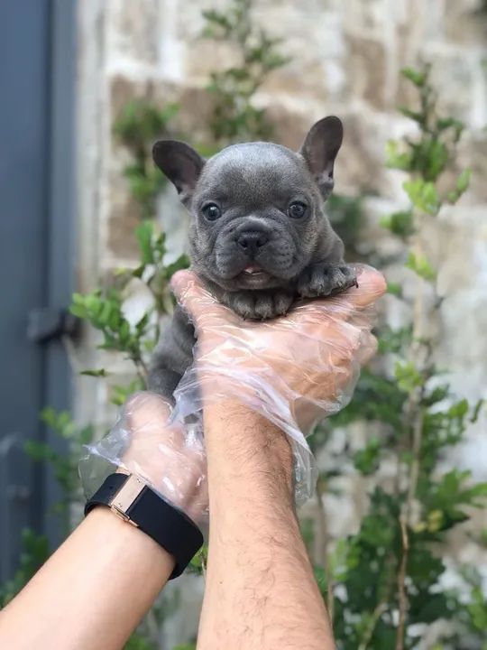 Bulldog Francês pirata/tigrado/fulvo/branco - Foto 2