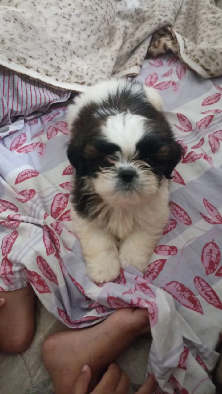 Filhote Shih Tzu fofo e charmoso