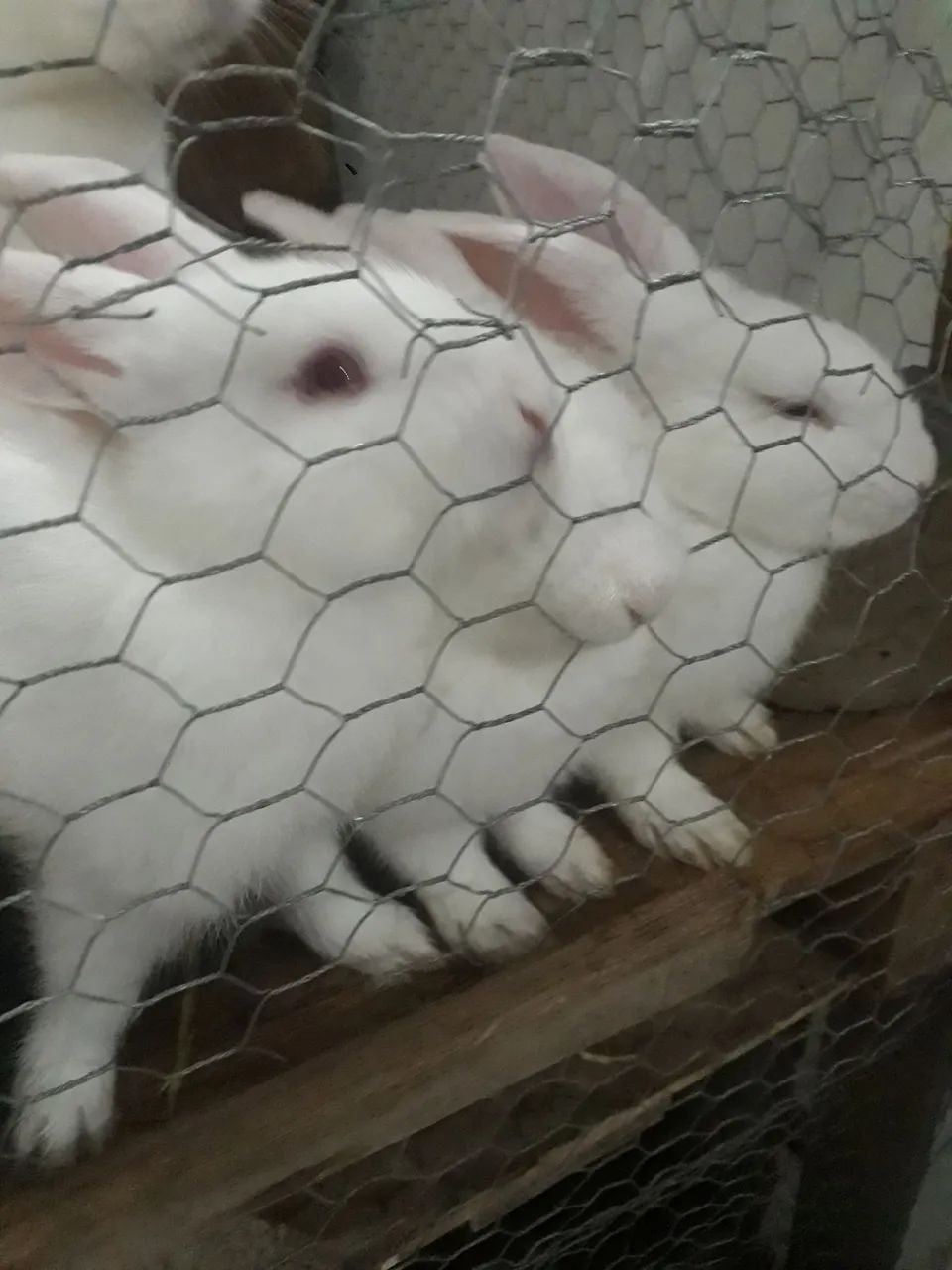 Coelhos brancos fofinhos para venda - Foto 2