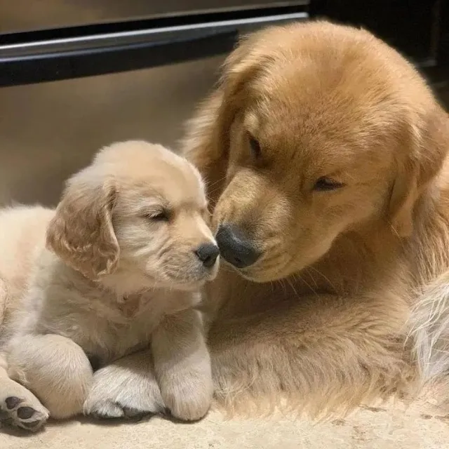 Golden Retriever Vacinados e Vermifugados