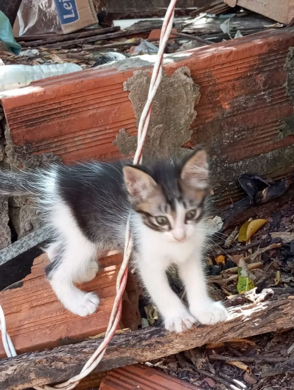 Filhote de gato fofo para adoção