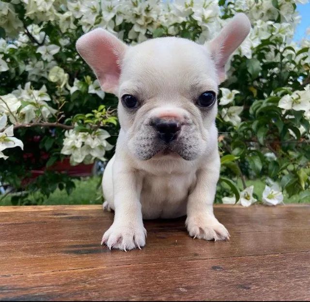 Bulldog Francês pirata/tigrado/fulvo/branco - Foto 3