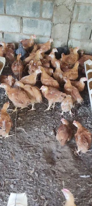Frangos caipiras para venda - Foto 6
