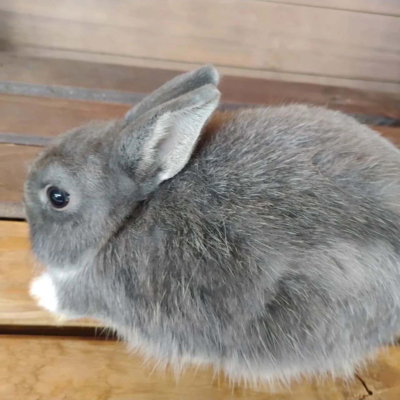Super promoção de coelho anão netherland dwarf
