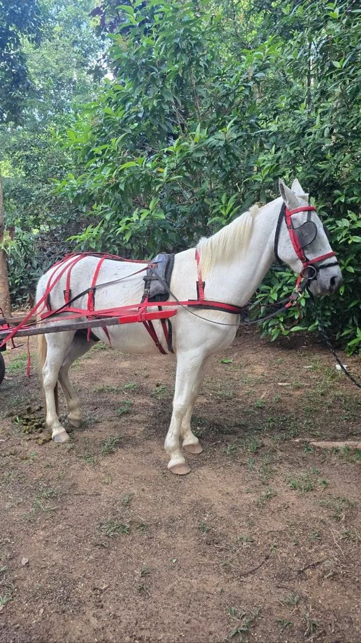 Vendo Cavalo e charrete - Foto 4