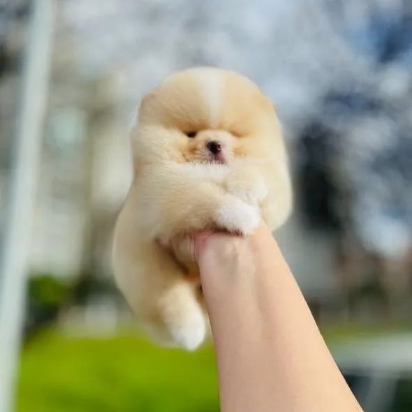 Lulu da Pomerânia Padrão URSINHO Legítimos  - Foto 3