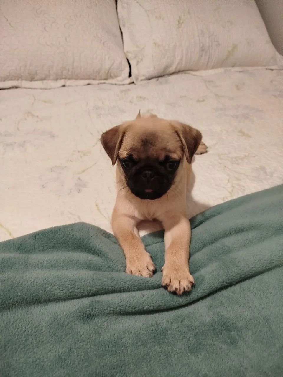 Filhote de Pug Puro - Foto 4