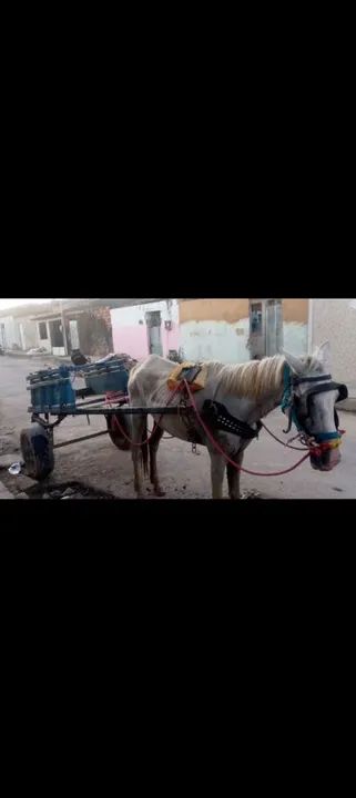 Cavalo e carroça para venda