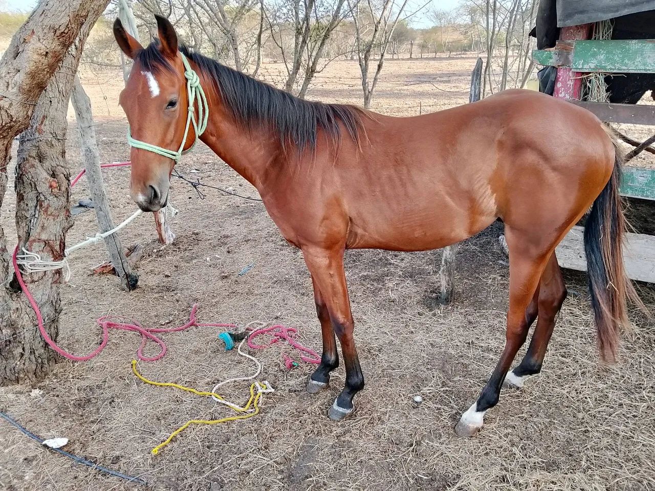 Potro Mestiço Quarto de milha 