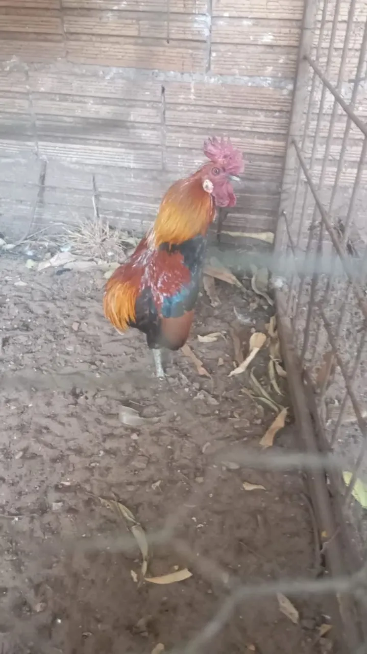 Galo Ornamental