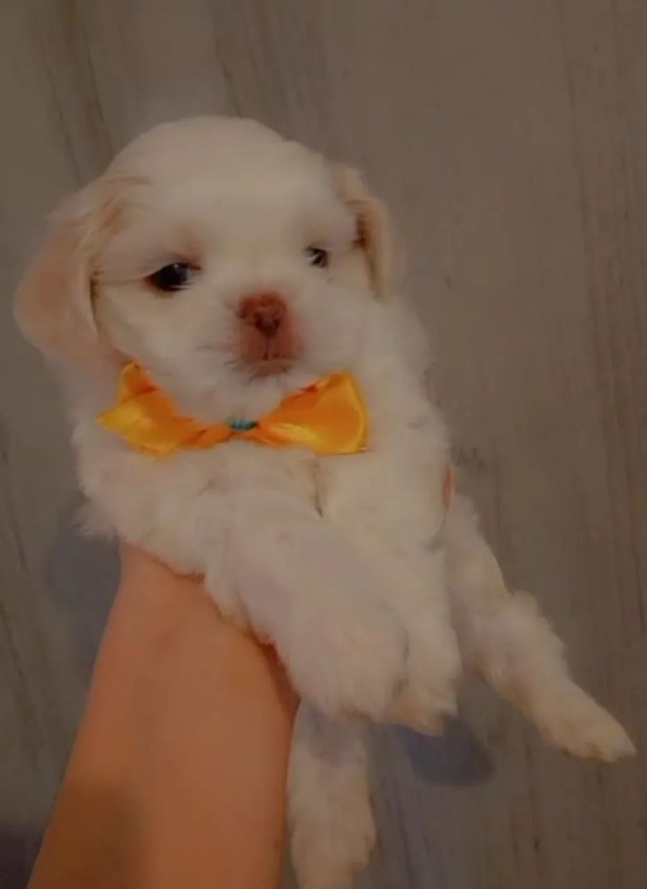 Shitzu  macho Branco sólido nariz chocolate  - Foto 3