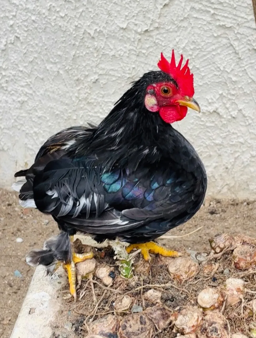 Mini galinho / Garnizé / galinha da índia