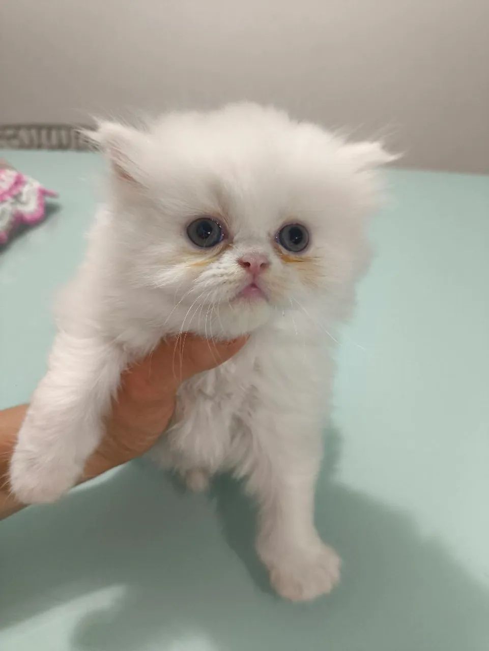 Último gatinho Persa Branco 3 meses - Foto 6