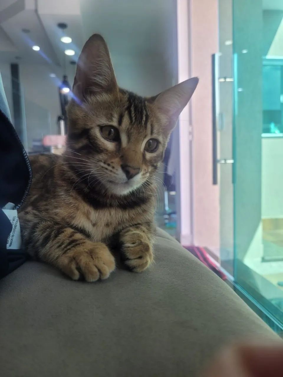 Lindos Bengal 