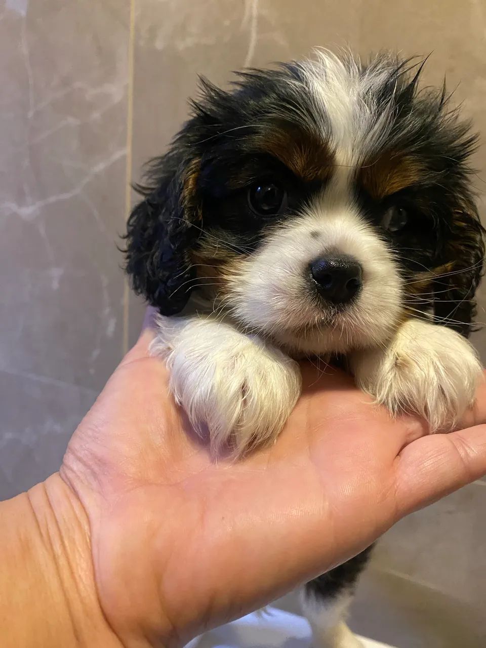Cavalier tricolor  - Foto 3