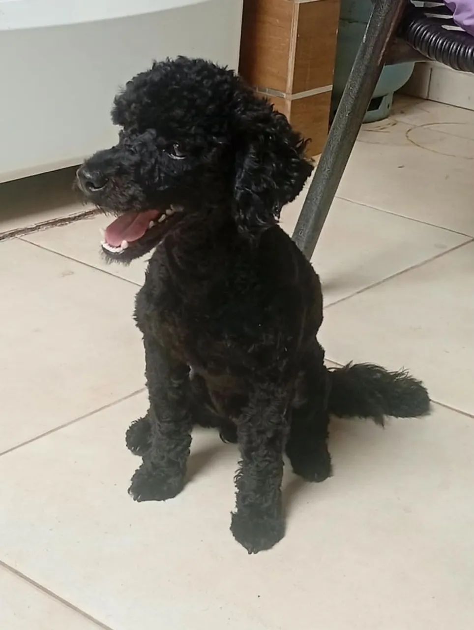 Poodle macho  - Foto 3