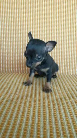 Miudinhos pinscher zerinho  - Foto 2