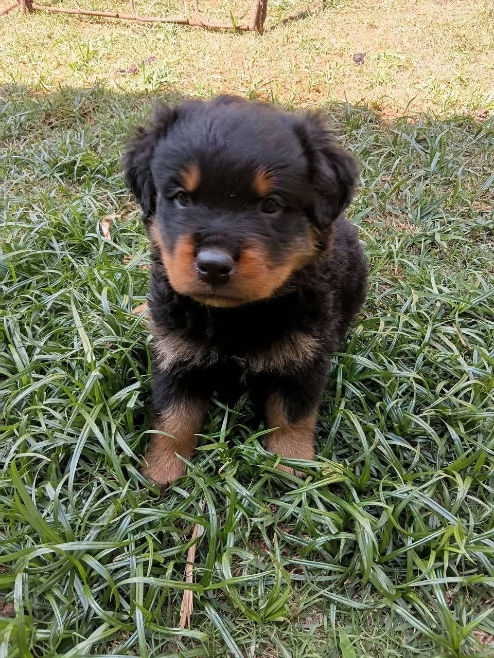 Filhotes de rottweiler - Foto 2