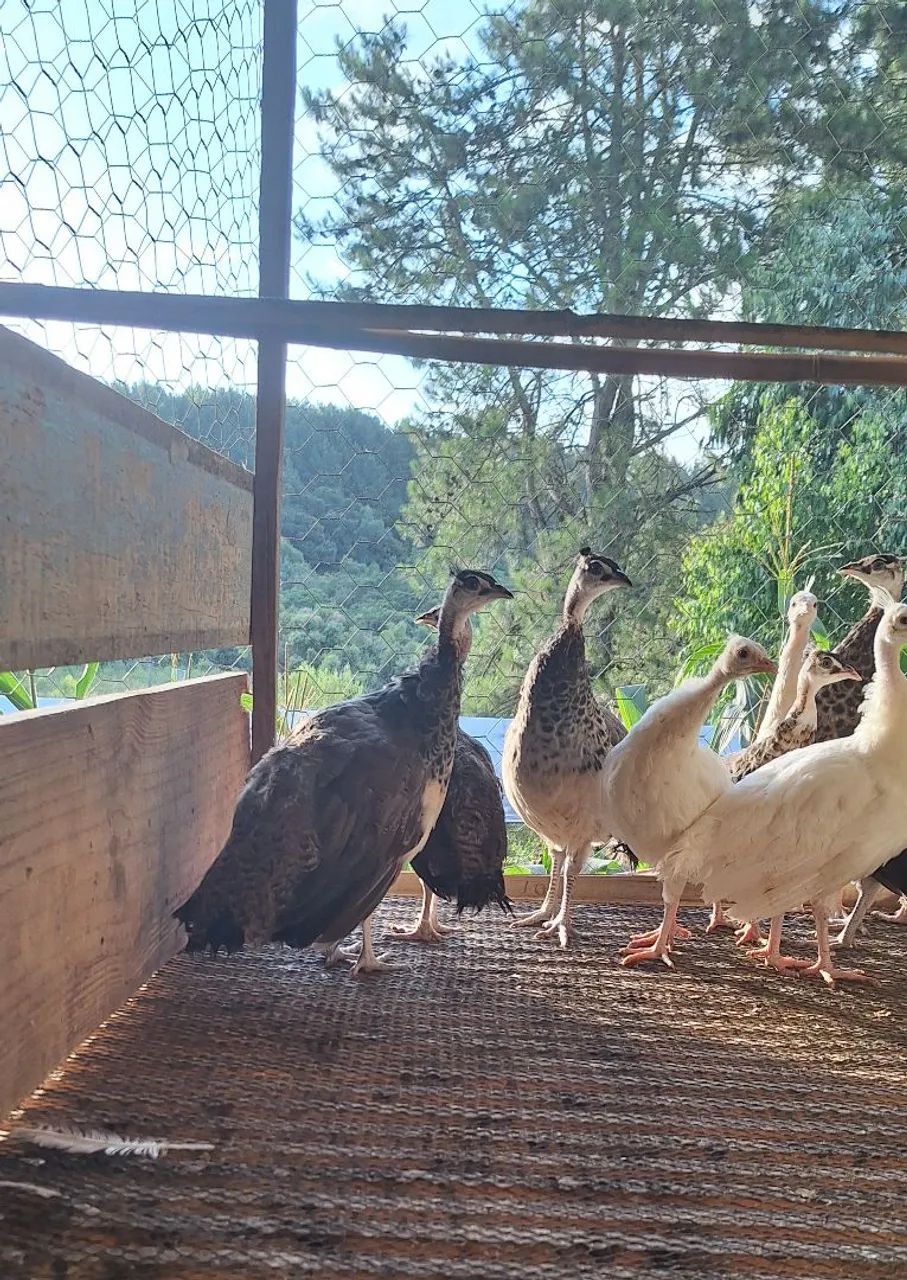 Algumas aves disponíveis para venda  - Foto 3