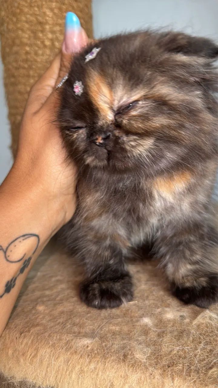 Gata fêmea persa  - Foto 4