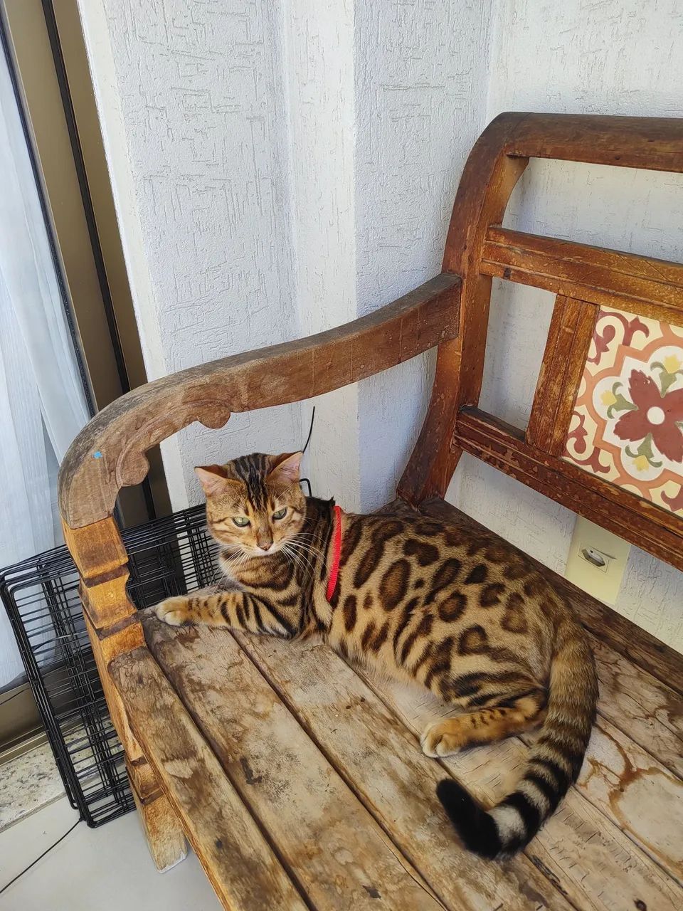 Gato bengal - Foto 3
