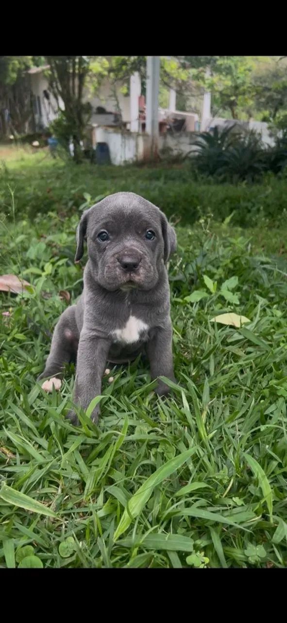 Filhotes de Cane Corso com pedigree - Foto 3