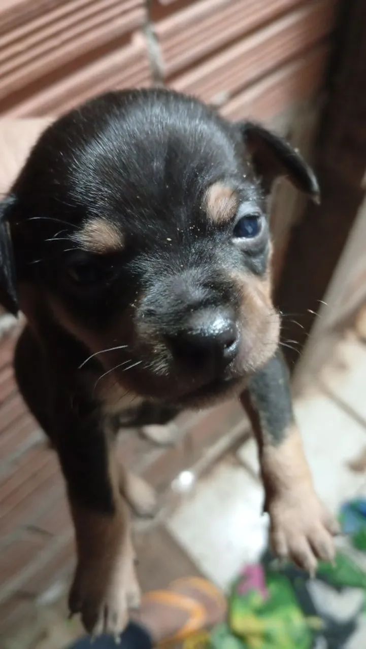 Pinscher 