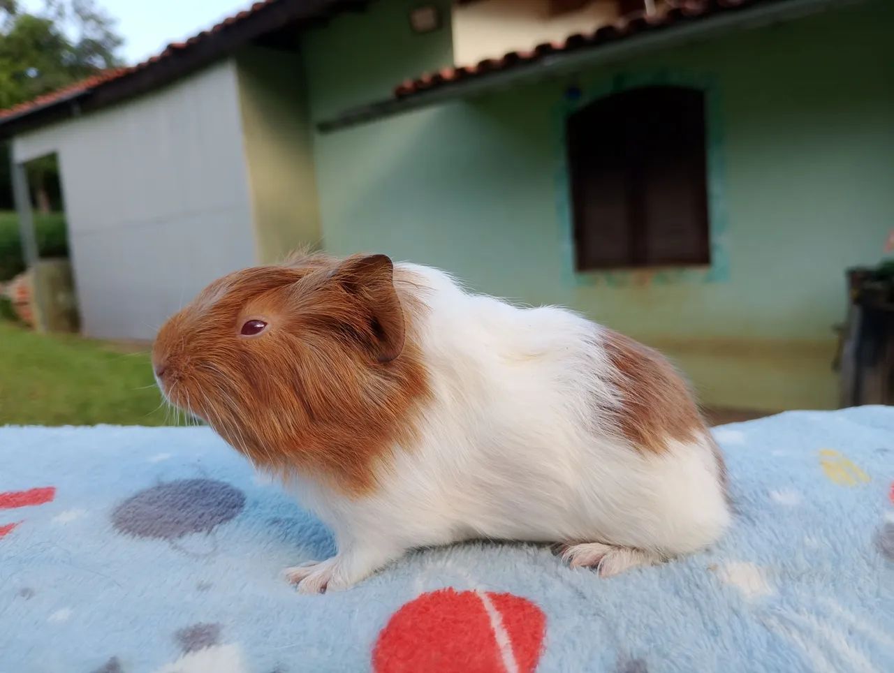 Porquinho da índia inglês  - Foto 2