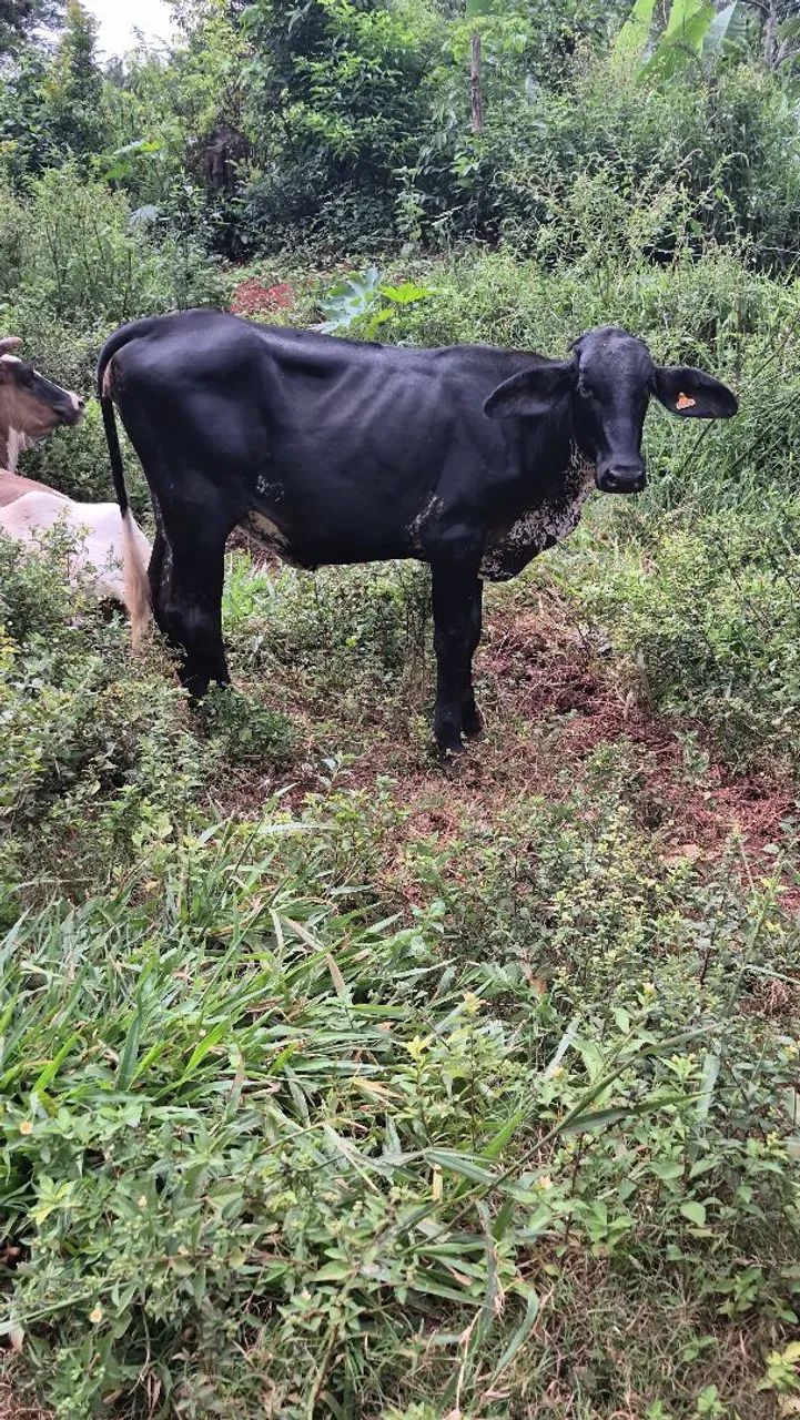 Novilhas de leite  - Foto 3