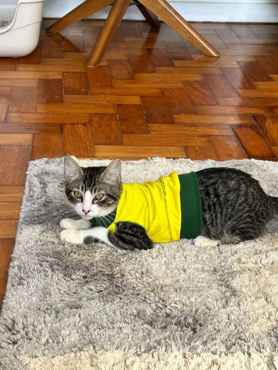 Felix 4 meses castrado 