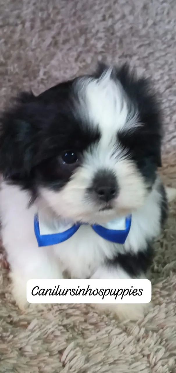 lhasa apso lindos bebes disponíveis entrega mediata 
