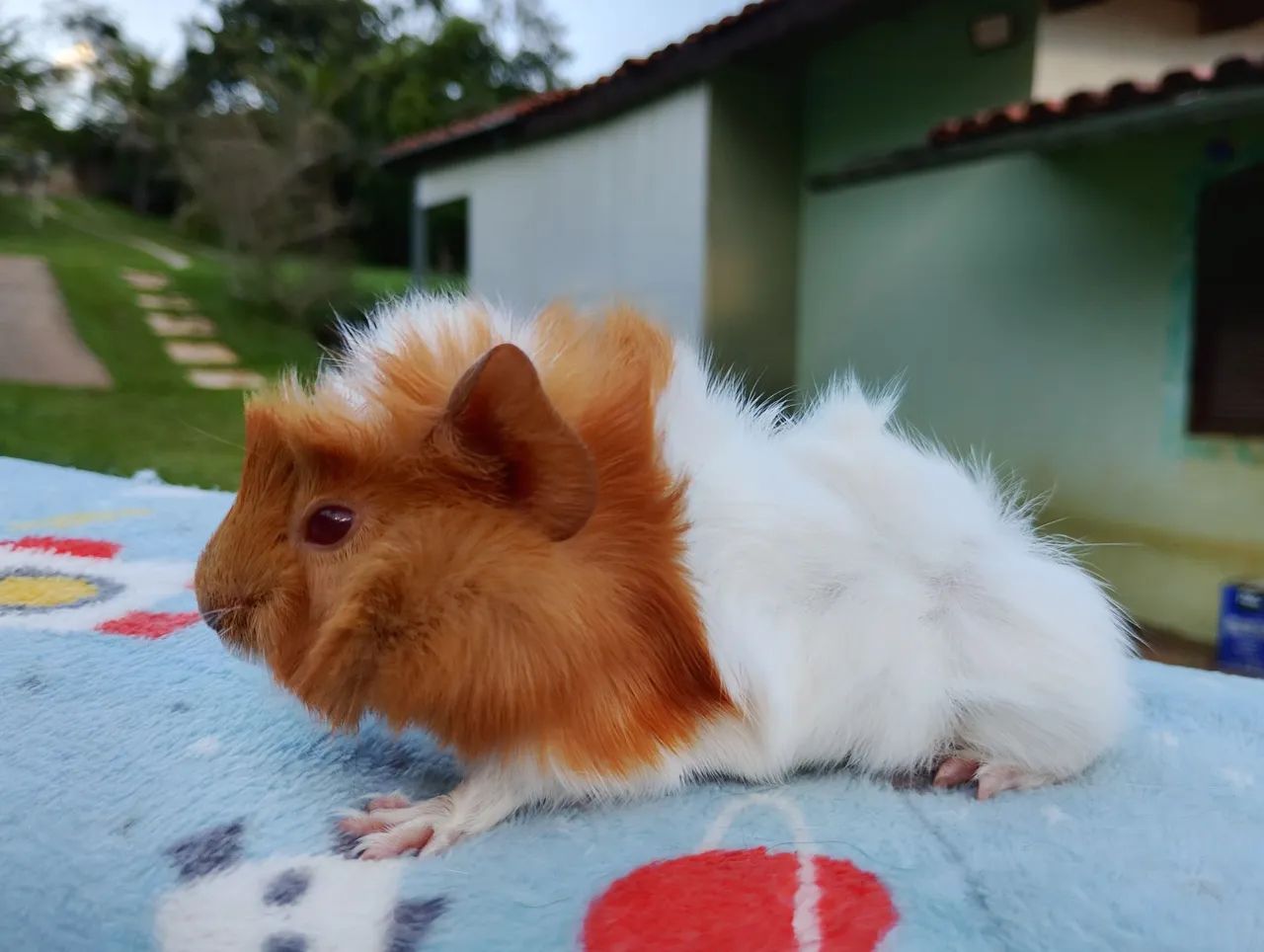 Porquinho da índia abissínio  - Foto 5